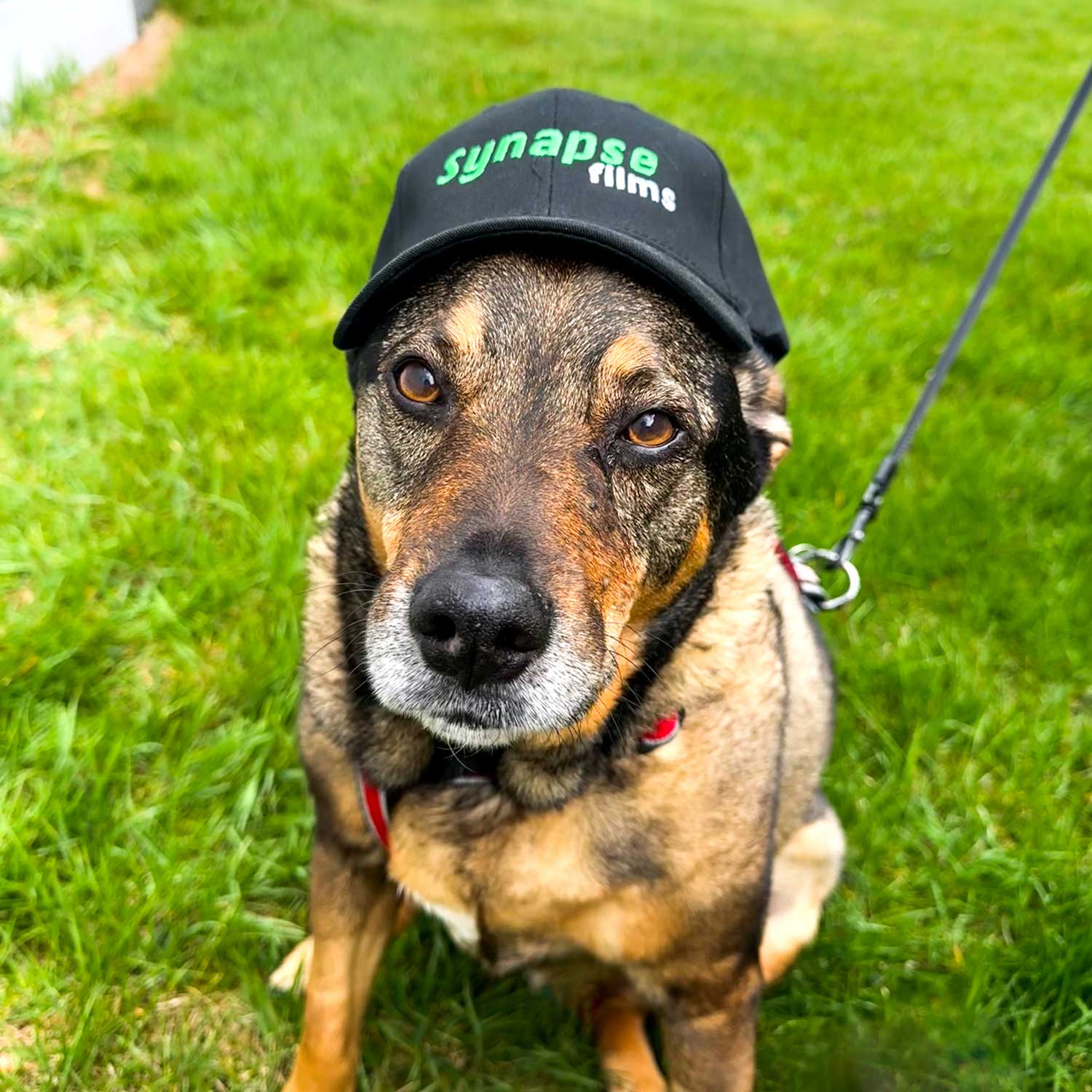 Synapse Films Baseball Cap